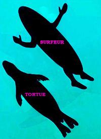 surf-tortue