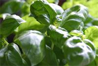 basil