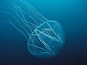 meduse meduse