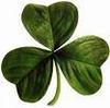 Mon shamrock va t'il me porter chance ? Mon boeuf de la Saint Patrick Mon shamrock va t'il me porter chance ? Mon boeuf de la Saint Patrick