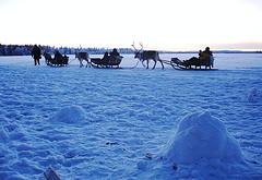 reindeer-sleight-lapland