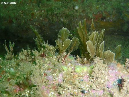 Des plumes sous l'océan Une colonie de plumes