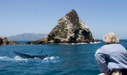 baleine et homme