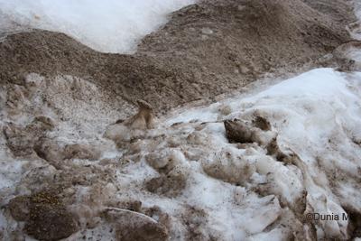 Photos du jour: 15 mars 2009 La Chaux-de-Fonds: neige sale 15 mars 2009