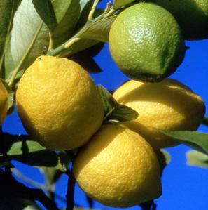 Un rayon de soleil : pâtes au citron de Menton, ail, huile d'olive et parmesan