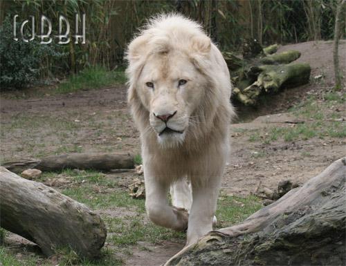 lion blanc zoo de La Flèche
