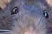Les yeux pers vairs ?