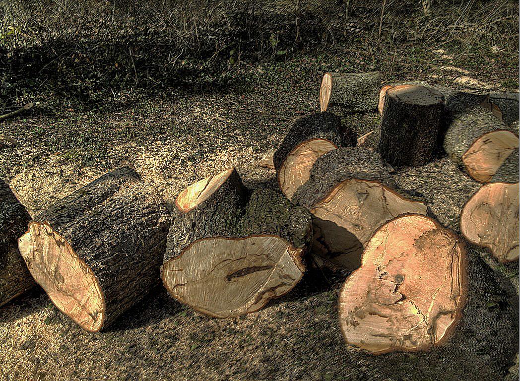 Les bois, espace deuxième. sciure-1280x768.1237286056.jpg