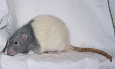 Gary Cooper rat mâle de 11 mois