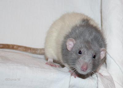 Gary Cooper rat mâle de 11 mois