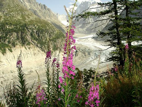 Mer de Glace Chamonix Mont-Blanc