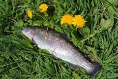 Salade de Pissenlits truite.jpg