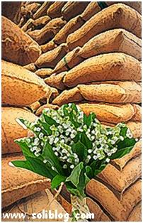 Et pendant ce temps... Traffic de muguet sur Soliblog