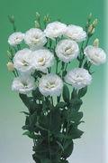 Un site internet spécial Lysianthus Lysianthus_02