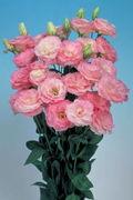Un site internet spécial Lysianthus Lysianthus_03