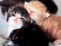 Accouchement d'urgence,très émouvant! http://www.boolsite.net/images/previews/Animaux/Chats/_prev/Chatons16.jpg