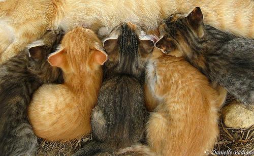 Accouchement d'urgence,très émouvant! Chatons à l'heure de la tétée par mcallas