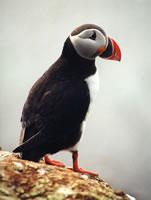 Puffin, réserve naturelle des 7 îles, Côtes d'Armor, ecotourisme Bretagne