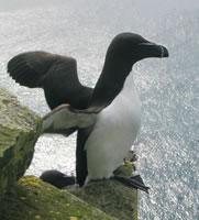 Pingouin Torda, Réserve naturelle des 7 îles, Côtes d'Armor, ecotourisme Bretagne