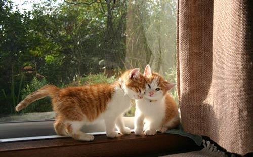 Concours pubs anti jeux - Résultats Chats mignons
