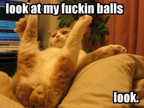 Concours pubs anti jeux - Résultats Chats balls