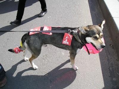 Au tour de la manif Au tour de la manif