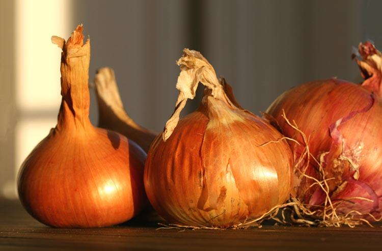 Onions oignons cebola