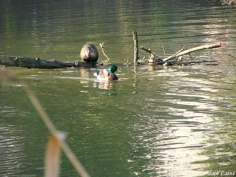 Prairies St Martin - Rennes Prairies_St_Martin_20Fev09_3