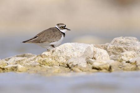 photo du mois - Mars 2009 - Le petit gravelot 2009_03___petit_gravelot