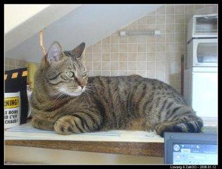 Le grand chat 2 Le grand chat 2