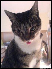 Langue tirée Langue tirée