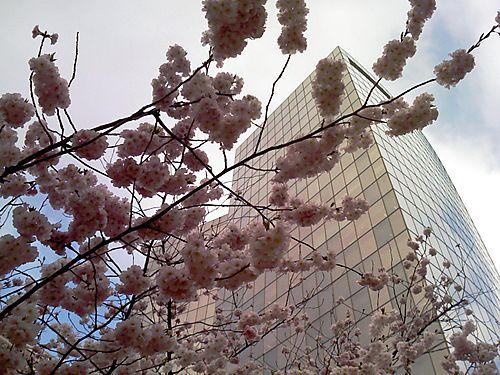 blossom.jpg