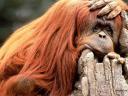 Une sorte d’incompréhension me gagne singe2.jpg
