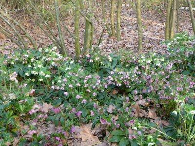 Festival d'hellebores d'Orient