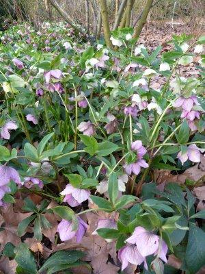 Festival d'hellebores d'Orient