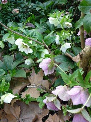 Festival d'hellebores d'Orient