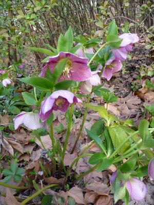 Festival d'hellebores d'Orient