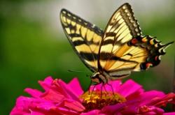 Rendez-vous au jardin avec l'Observatoire des Papillons et l'Opération Escargots papillon