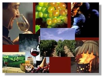 UCCV - Les Vignerons de Carthage http://www.futura-sciences.com/uploads/tx_oxcsfutura/comprendre/d/images/vin16.jpg
