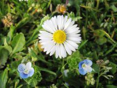 A_daisy_and_two_blue_flowers.jpg