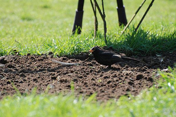 Le merle, aussi les anglois l'appellent-ils l'oiseau noir* Le merle, aussi les anglois l'appellent-ils l'oiseau noir*