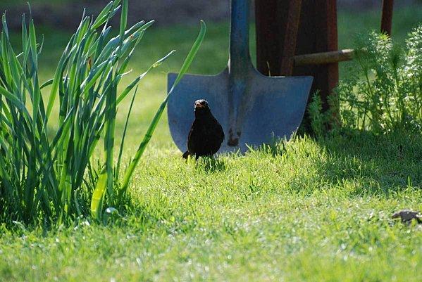 Le merle, aussi les anglois l'appellent-ils l'oiseau noir* Le merle, aussi les anglois l'appellent-ils l'oiseau noir*
