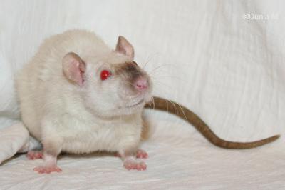 Rats: 6 mois de vie Rate siamoise silk point rex standard de 6 mois