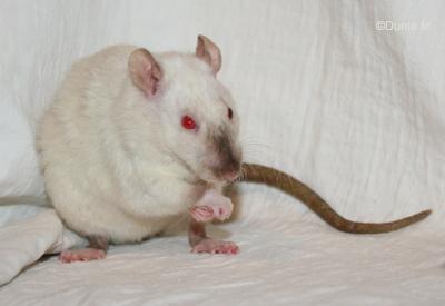 Rats: 6 mois de vie Rate siamoise silk point rex standard de 6 mois