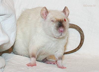 Rats: 6 mois de vie Rate siamoise silk point rex standard de 6 mois