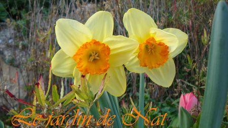 Mousse au chocolat contre mousse au chocolat!!!! 024