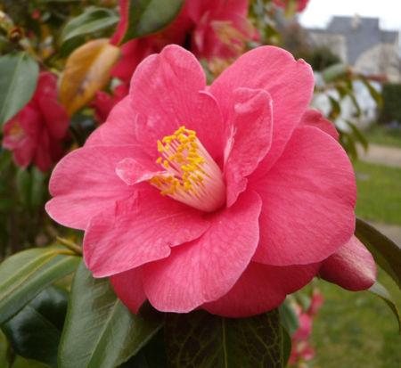 Roulés au chèvre frais Cam_lia