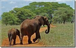 www.fond-ecran-image.com_Elephant elephant  elephant 003_galerie-membre,elephant,elephant-003