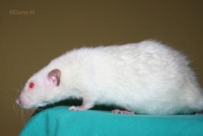 Rats: la grossesse de Harina Rate siamoise silk point rex standard de 6 mois en gestation