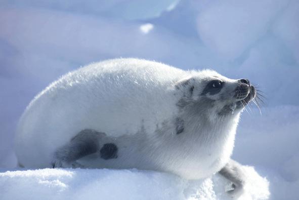 Massacre des phoques, l'espoir c'est nous tous ! Massacre des phoques, l'espoir c'est nous tous !